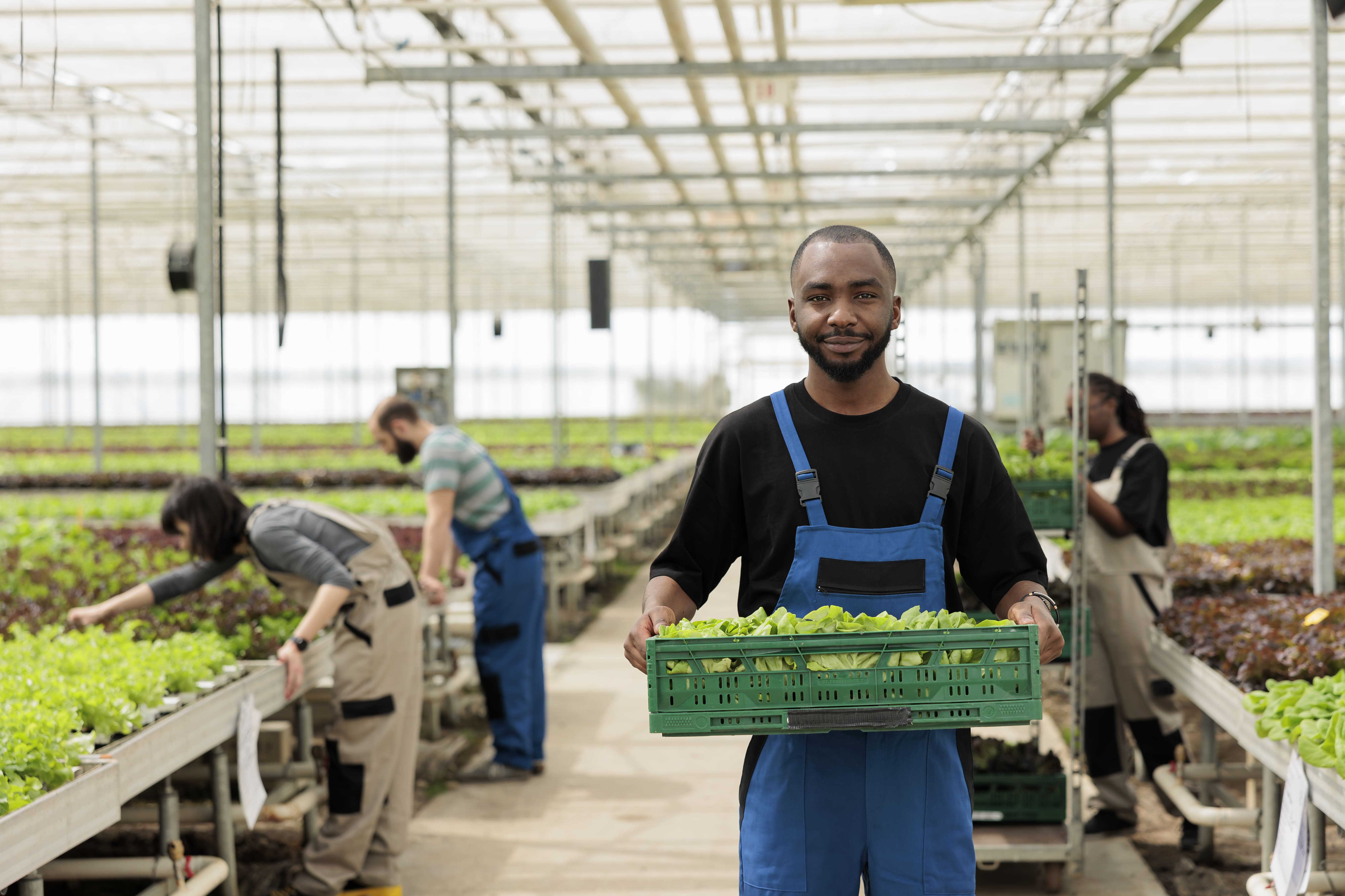 A farm worker carrying a crate of freshly harvested produce through a greenhouse